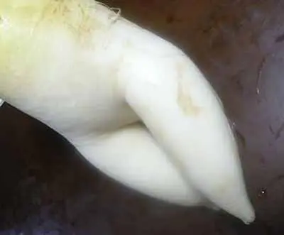 パイパン大根