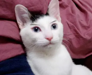 愛猫にエサ。俺にも早くエサをください。