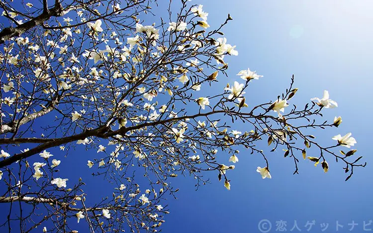 桜っぽい花