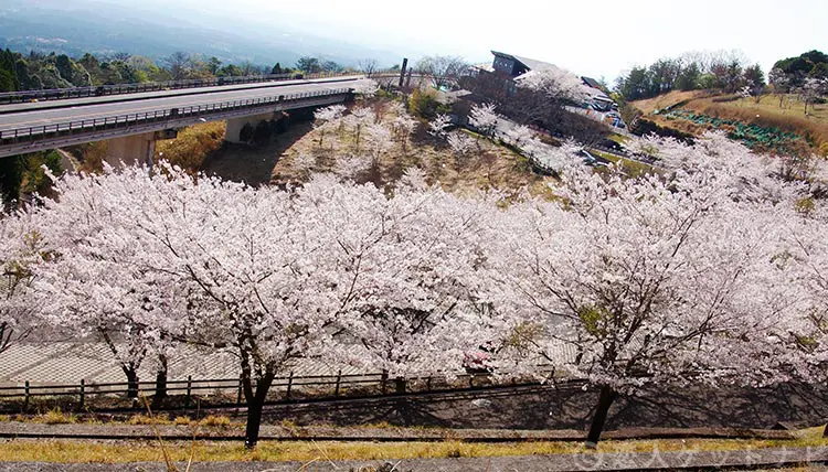 道の駅霧島の桜並木