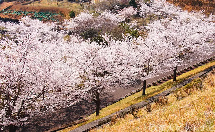 道の駅霧島の桜並木