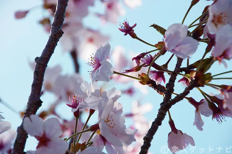 桜の花びらアップ