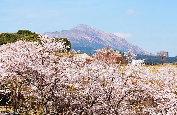 桜と高千穂峰