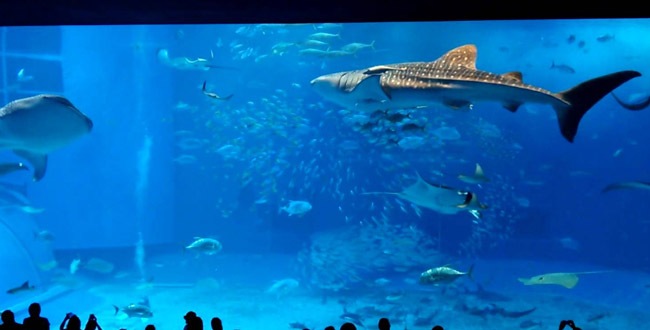 美ら海水族館