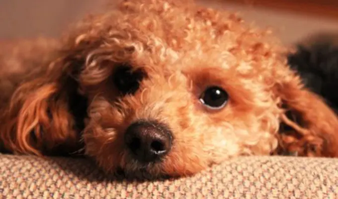 犬飼ってる人のセックス